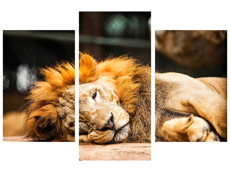 modern-3-piece-canvas-print-relaxed-lion
