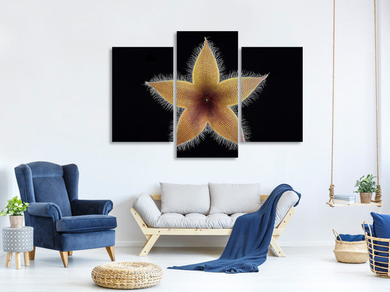 modern-3-piece-canvas-print-stapelia-grandiflora