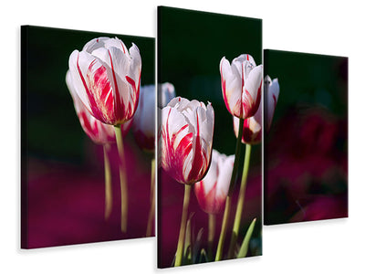 modern-3-piece-canvas-print-the-beauty-of-the-tulips