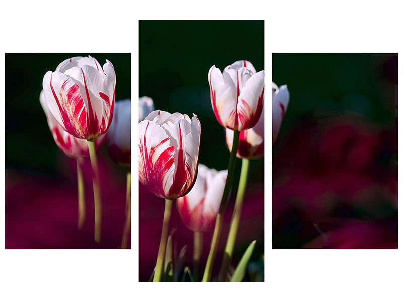 modern-3-piece-canvas-print-the-beauty-of-the-tulips
