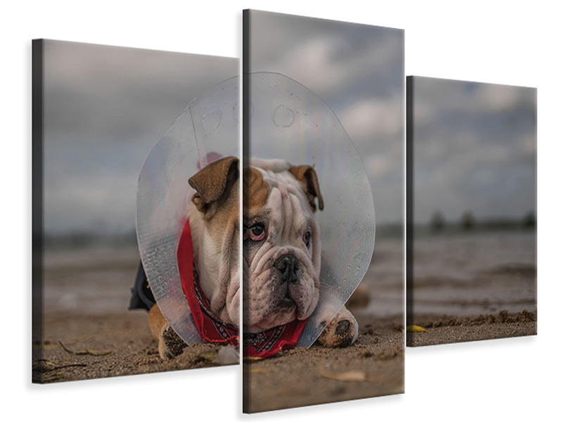 modern-3-piece-canvas-print-the-vet-gave-me-this-collarand-i-am-not-happy-with-it