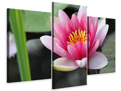 modern-3-piece-canvas-print-the-water-lily-in-pink