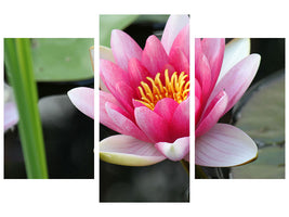 modern-3-piece-canvas-print-the-water-lily-in-pink