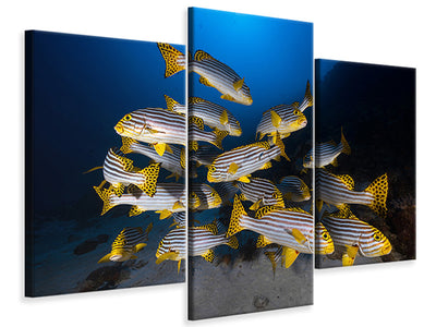 modern-3-piece-canvas-print-underwater-photography-indian-ocean-sweetlips