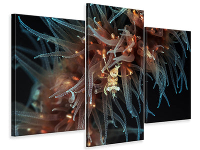 modern-3-piece-canvas-print-zanzibar-whip-coral-shrimp