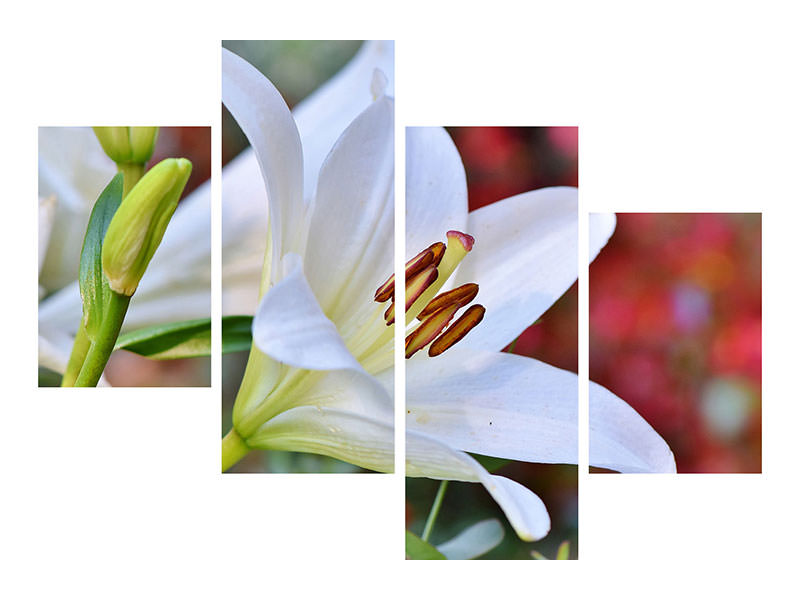 modern-4-piece-canvas-print-magnificent-lily-in-white