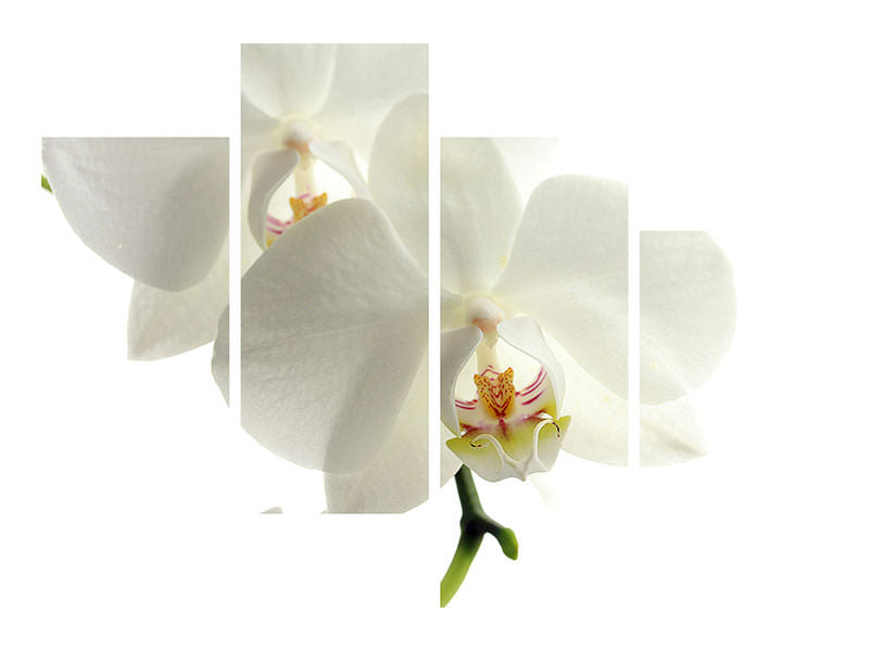modern-4-piece-canvas-print-orchids-bloom
