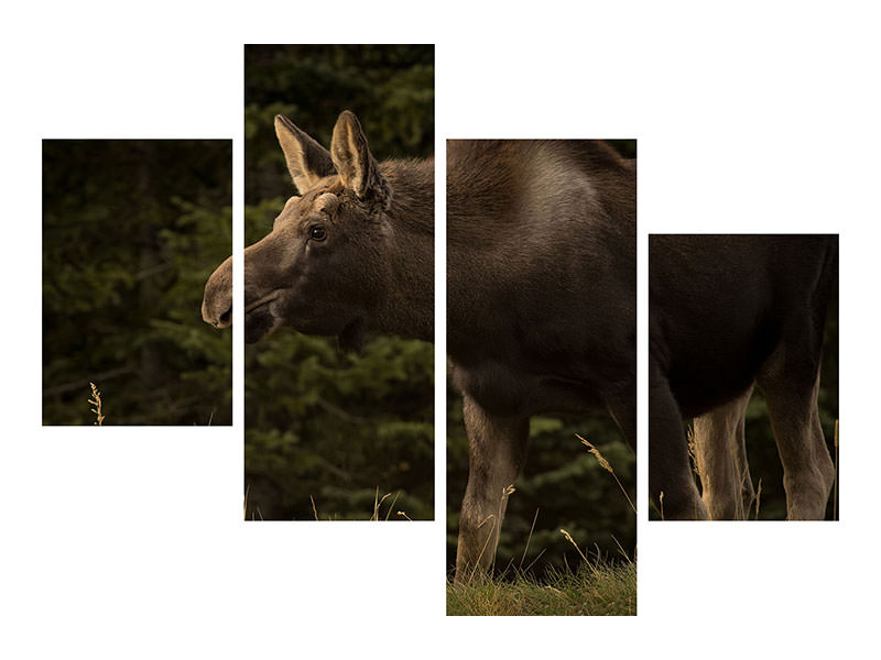 modern-4-piece-canvas-print-young-moose-on-the-loose