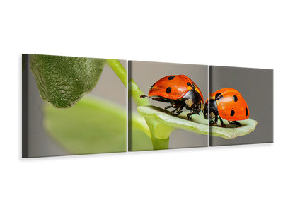 panoramic-3-piece-canvas-print-2-ladybirds