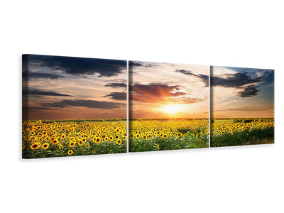 panoramic-3-piece-canvas-print-a-field-of-sunflowers