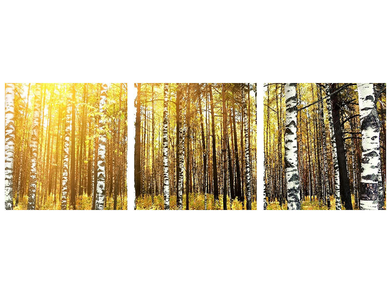 panoramic-3-piece-canvas-print-birch-forest