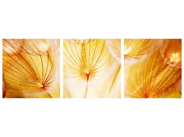 panoramic-3-piece-canvas-print-close-up-dandelion-in-light