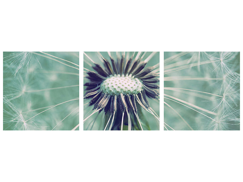 panoramic-3-piece-canvas-print-close-up-dandelion