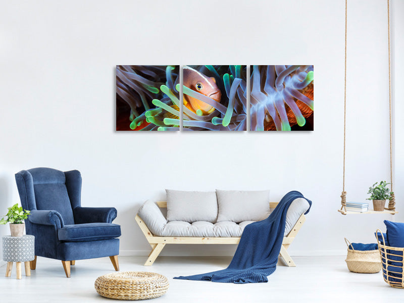 panoramic-3-piece-canvas-print-clownfish