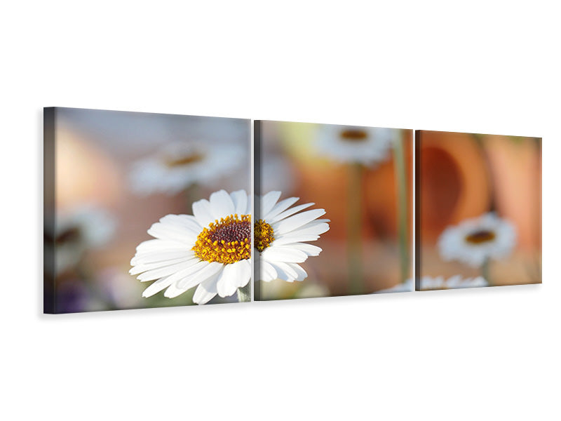 panoramic-3-piece-canvas-print-daisies-xl
