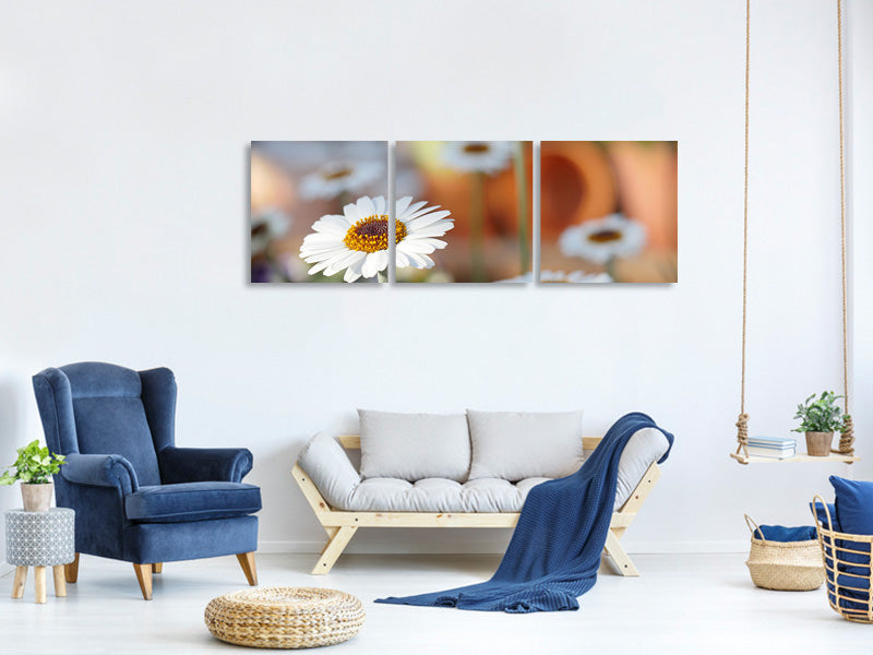 panoramic-3-piece-canvas-print-daisies-xl