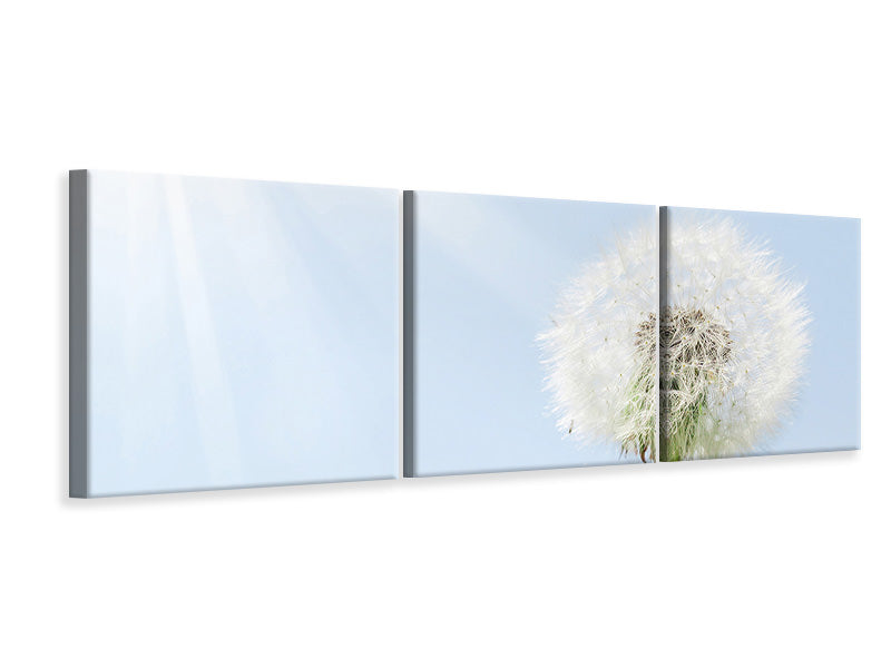 panoramic-3-piece-canvas-print-dandelion-in-sunbeam
