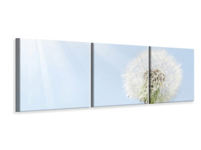 panoramic-3-piece-canvas-print-dandelion-in-sunbeam