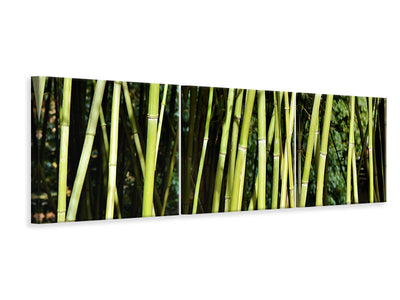 panoramic-3-piece-canvas-print-fresh-bamboo