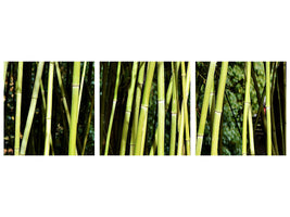 panoramic-3-piece-canvas-print-fresh-bamboo
