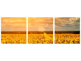 panoramic-3-piece-canvas-print-golden-light-sunflower