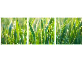 panoramic-3-piece-canvas-print-grass-with-morning-dew-xl