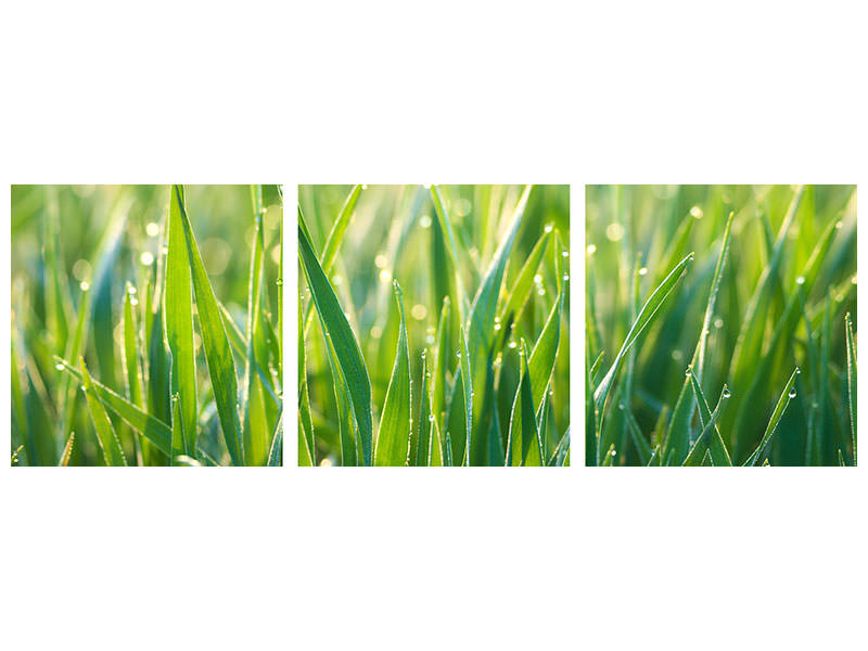 panoramic-3-piece-canvas-print-grass-with-morning-dew-xl