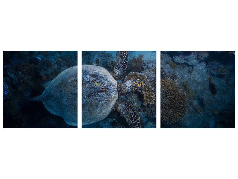panoramic-3-piece-canvas-print-hawksbill-sea-turtle-ii