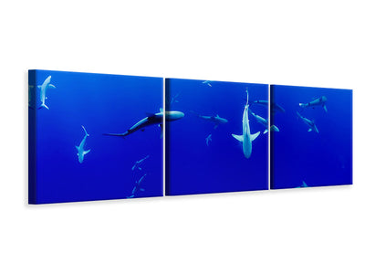 panoramic-3-piece-canvas-print-in-the-shark-tank