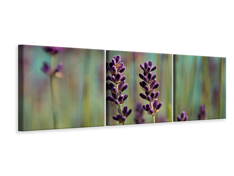 panoramic-3-piece-canvas-print-lavender-in-xl
