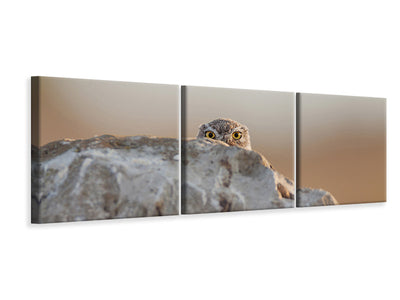 panoramic-3-piece-canvas-print-little-owl