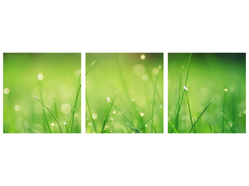 panoramic-3-piece-canvas-print-meadow-with-morning-dew