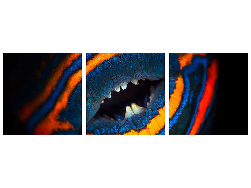 panoramic-3-piece-canvas-print-orange-lined-triggerfish
