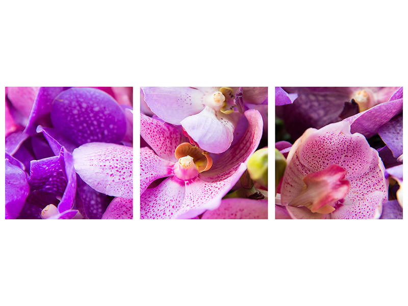 panoramic-3-piece-canvas-print-orchid-paradise