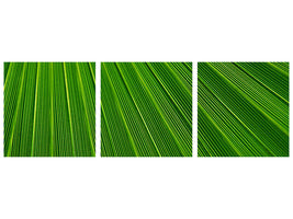 panoramic-3-piece-canvas-print-palm-stripe-i