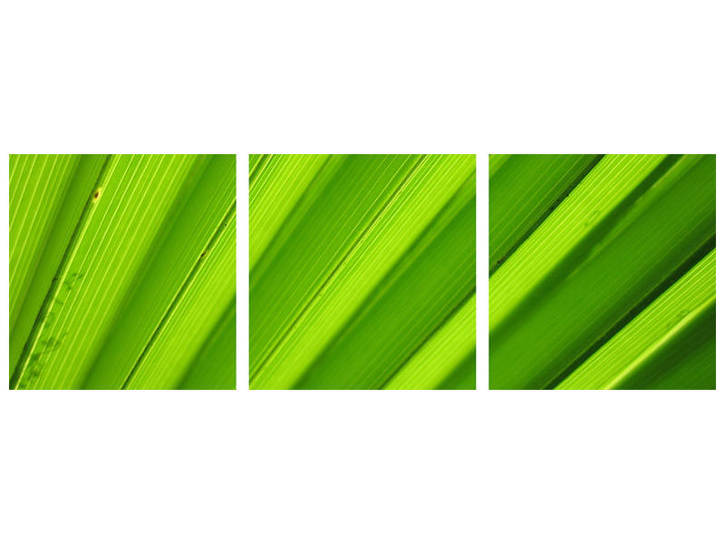 panoramic-3-piece-canvas-print-palm-stripes-ii