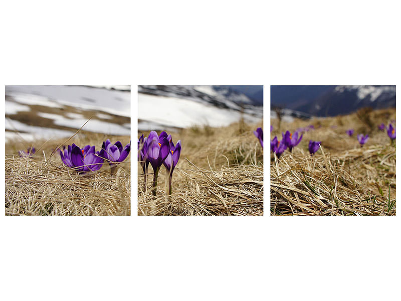 panoramic-3-piece-canvas-print-purple-crocus