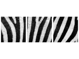 panoramic-3-piece-canvas-print-strip-of-the-zebra