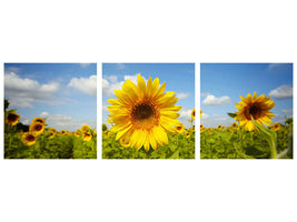 panoramic-3-piece-canvas-print-summer-sunflowers
