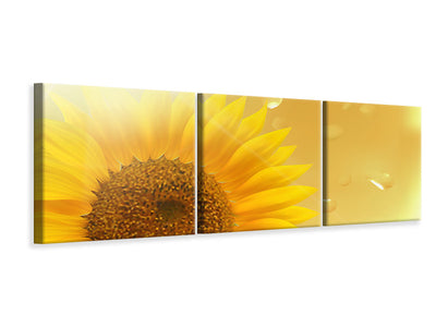 panoramic-3-piece-canvas-print-sunflower-in-morning-dew