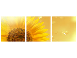 panoramic-3-piece-canvas-print-sunflower-in-morning-dew