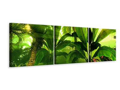 panoramic-3-piece-canvas-print-sunrise-in-the-rainforest