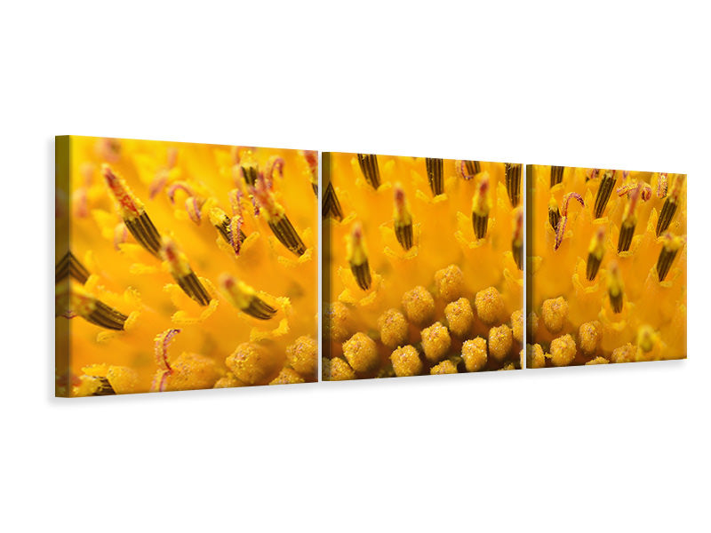 panoramic-3-piece-canvas-print-the-buds-of-the-sunflower-in-xxl