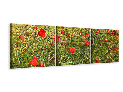 panoramic-3-piece-canvas-print-the-poppy-in-the-wind