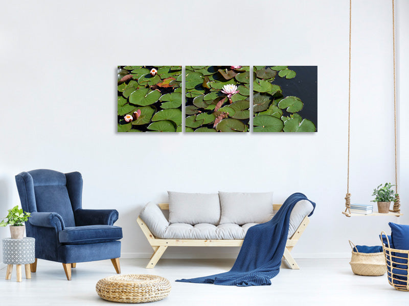 panoramic-3-piece-canvas-print-white-water-lilies-in-the-pond
