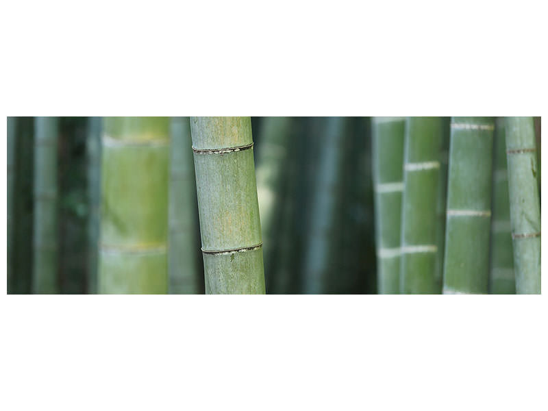 panoramic-canvas-print-bamboo-in-xxl