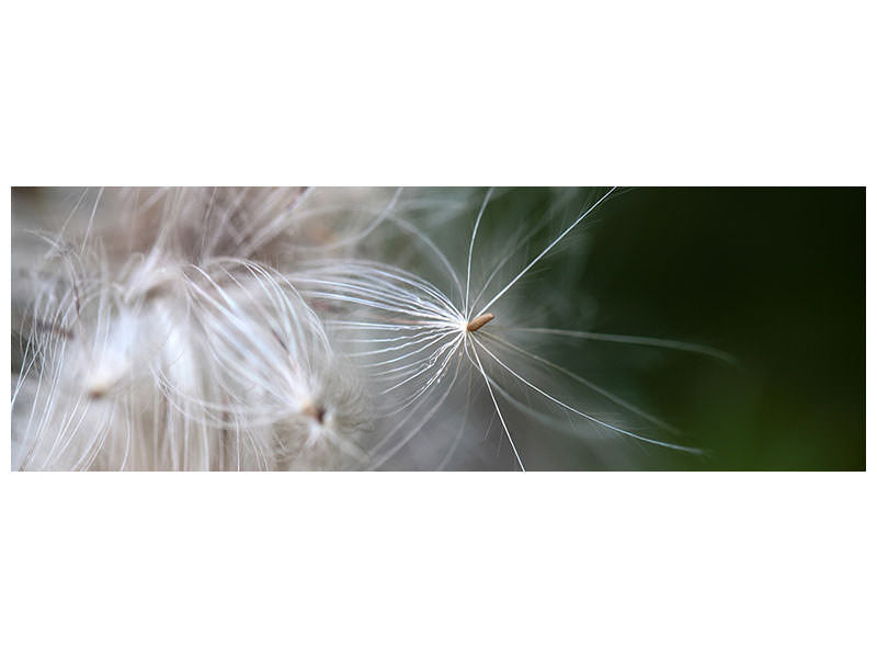 panoramic-canvas-print-close-up-flowers-fibers