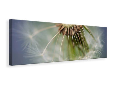 panoramic-canvas-print-dandelion-close-up
