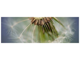 panoramic-canvas-print-dandelion-close-up