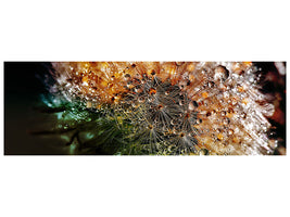 panoramic-canvas-print-dandelion-in-the-morning-dew